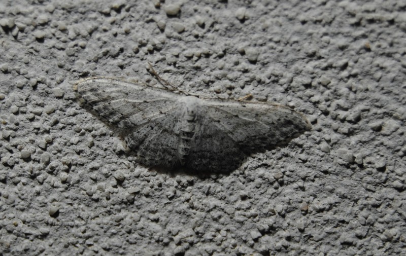 Una Idaea ?